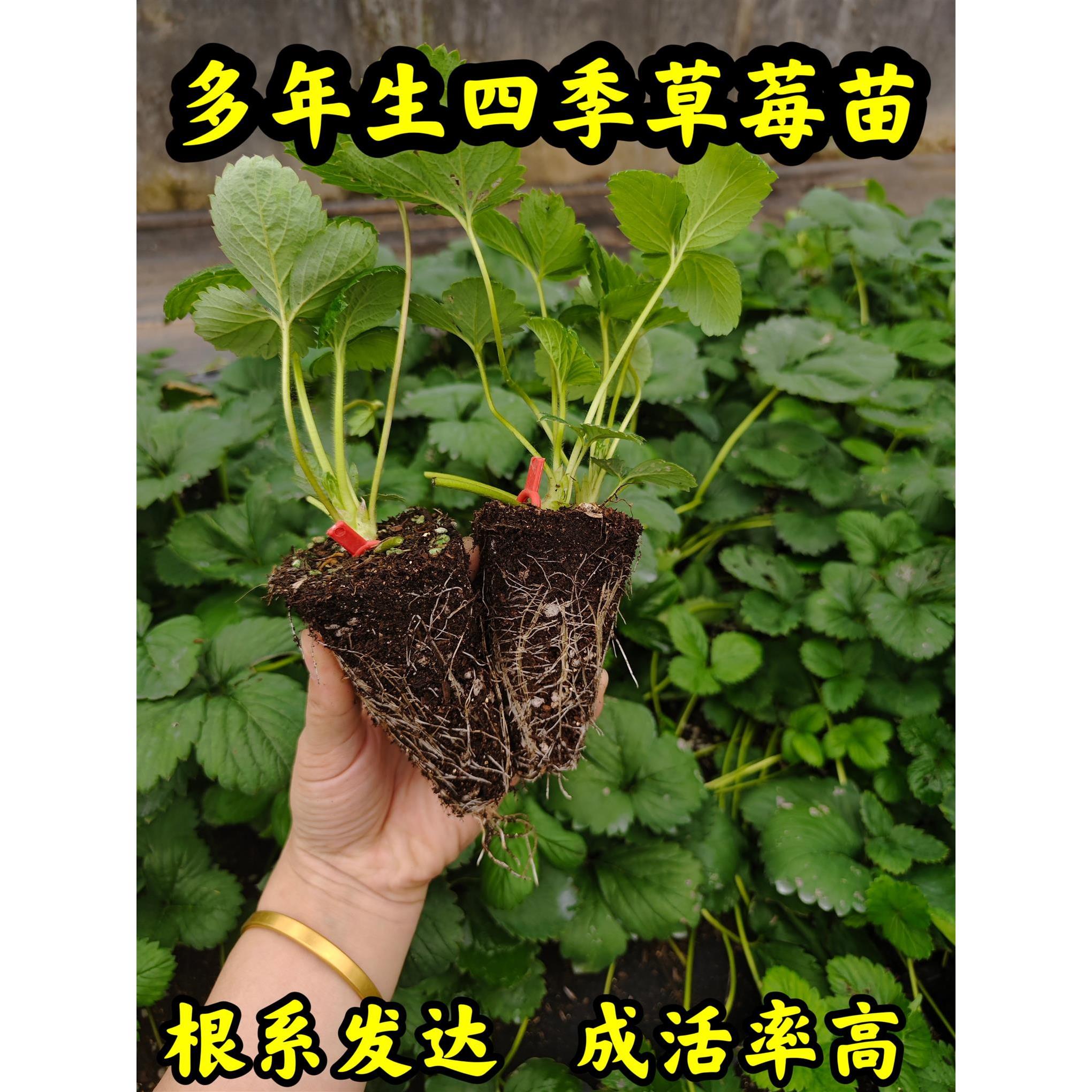 草莓苗穴盘阳台盆栽四季结