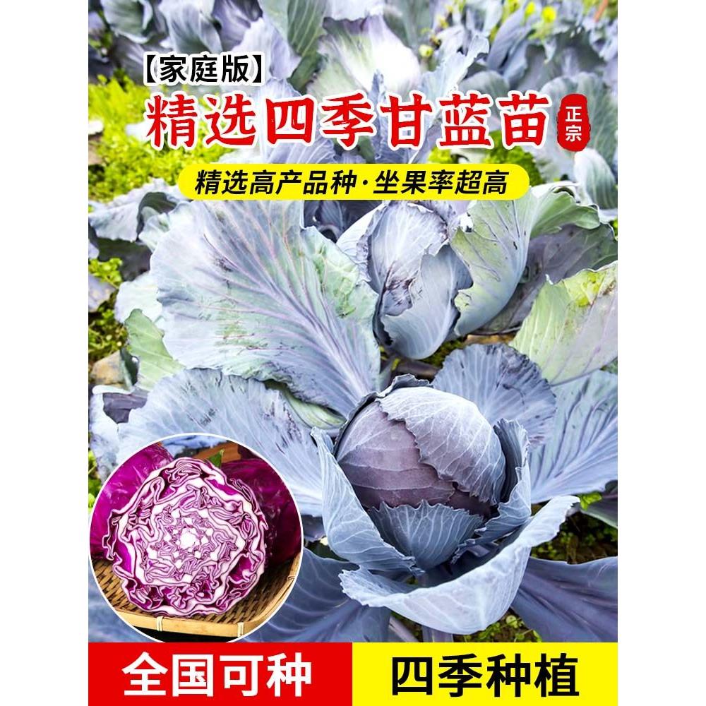 耐热紫甘蓝苗秧卷心包菜平