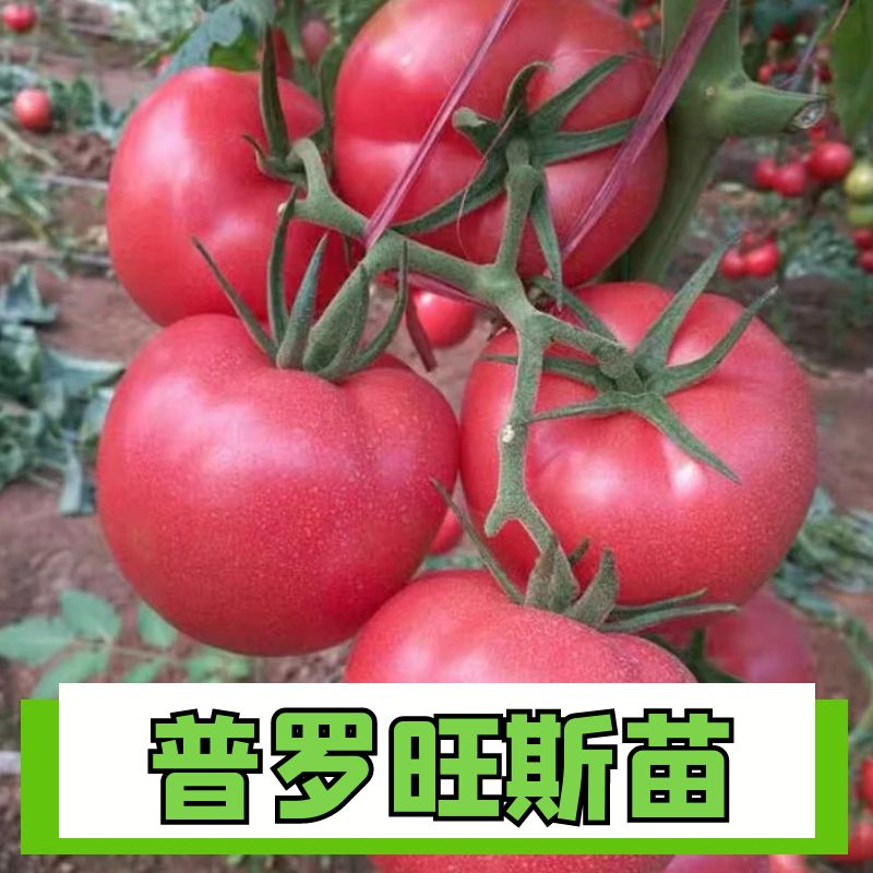 正宗普罗旺斯苗子四季盆栽
