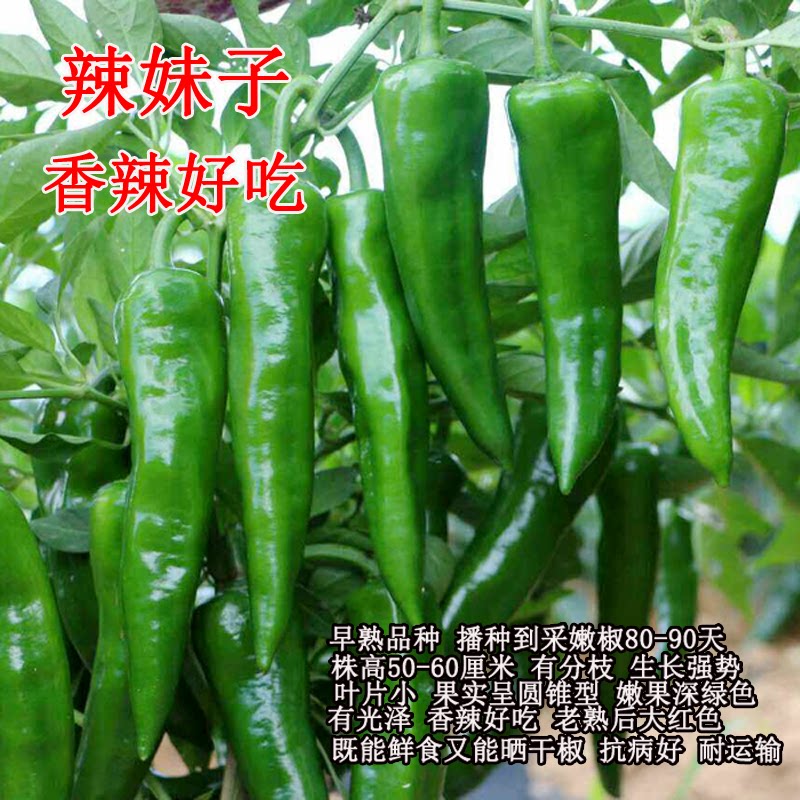 辣妹子秧苗椒幼种朝天尖螺