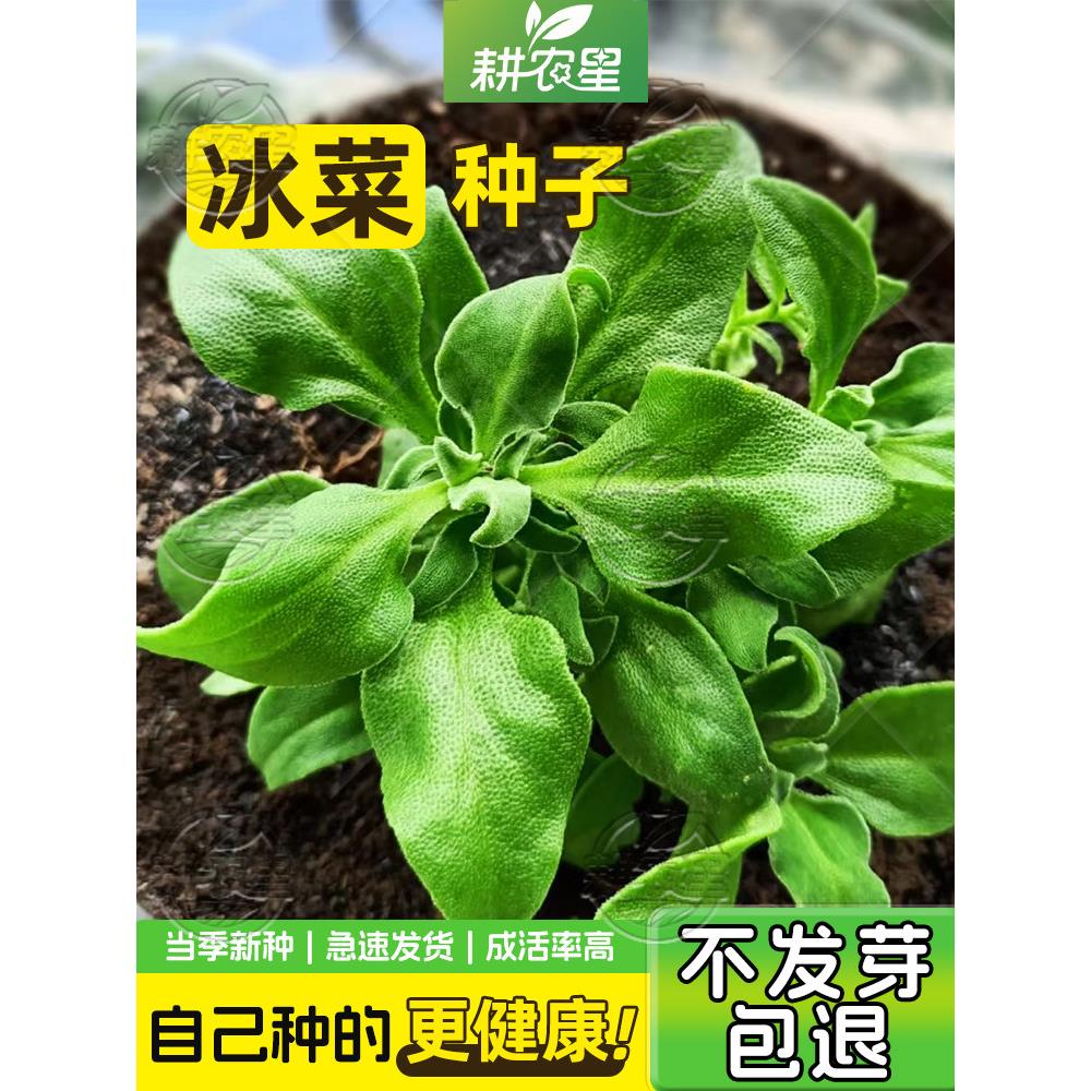 水晶冰菜种籽特色草花蔬苗