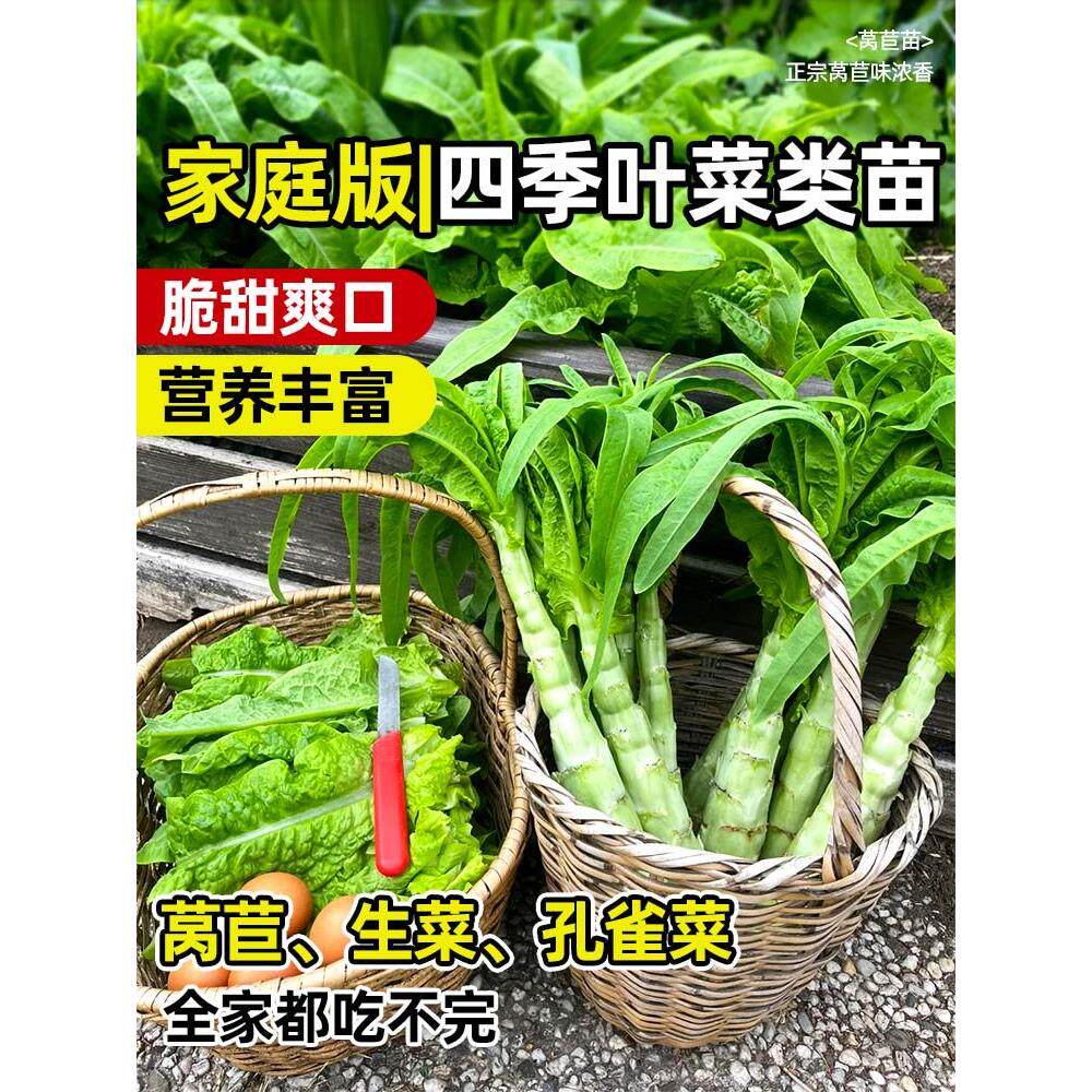 四季耐寒紫莴苣苗秧红皮香