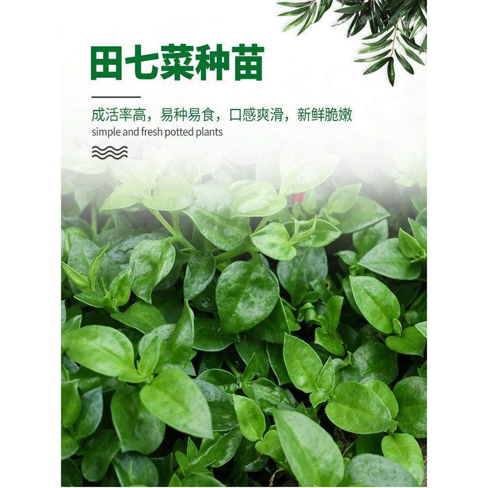 田七种苗四季植室内盆栽大
