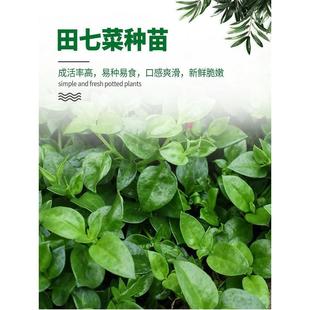 田七种苗四季种植室内盆栽大田阳台栽种正宗田七蔬菜苗