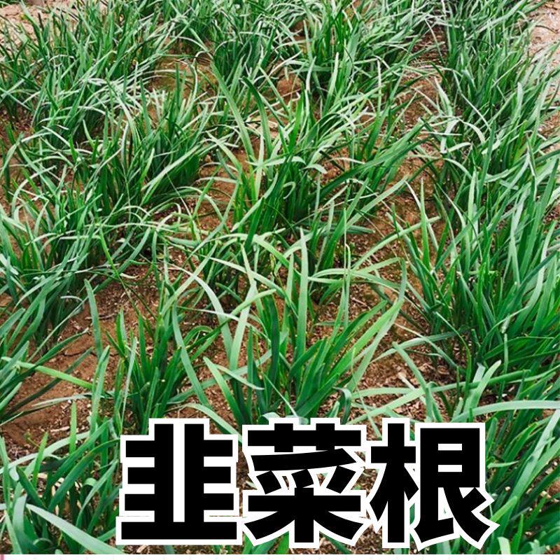 四季韭菜根苗白根宽叶大叶宽叶