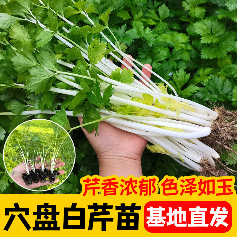 雪白芹菜种苗杆实心脆秧根