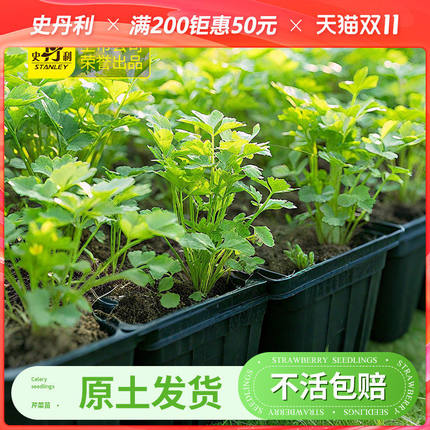 史丹利芹菜苗四季菜苗大芹菜苗水培老品种白红芹种籽春季蔬菜秧苗