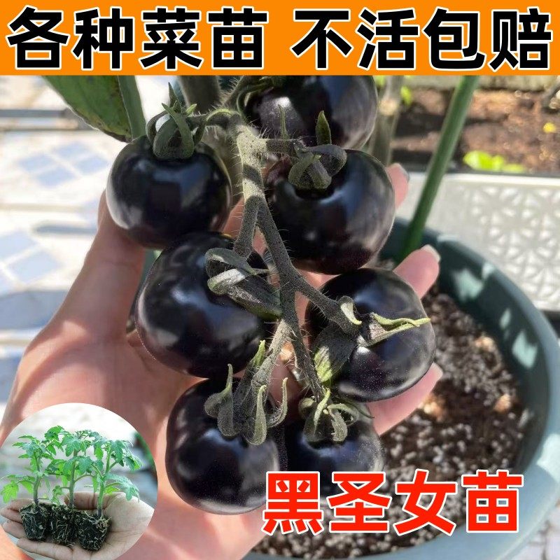 黑圣女果苗秧小番茄四季盆