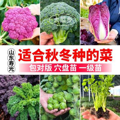 山东寿光穴盘苗包对版花菜