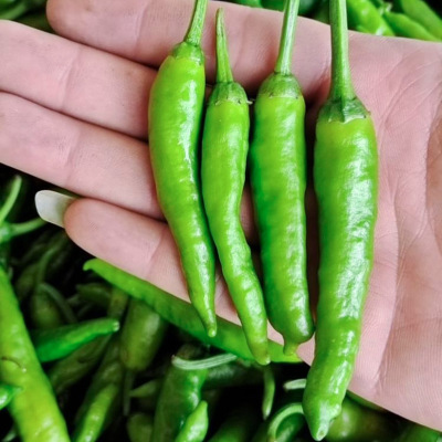 正宗樟树港辣椒种子籽孑苗