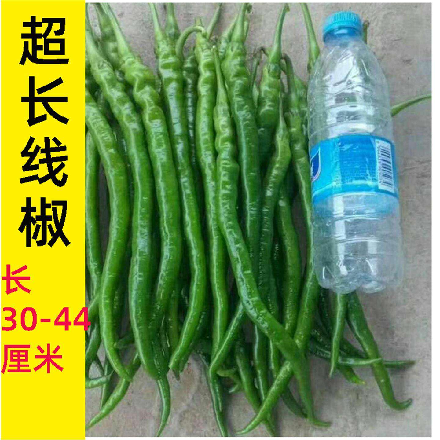 帝王336线椒种籽超长辣子