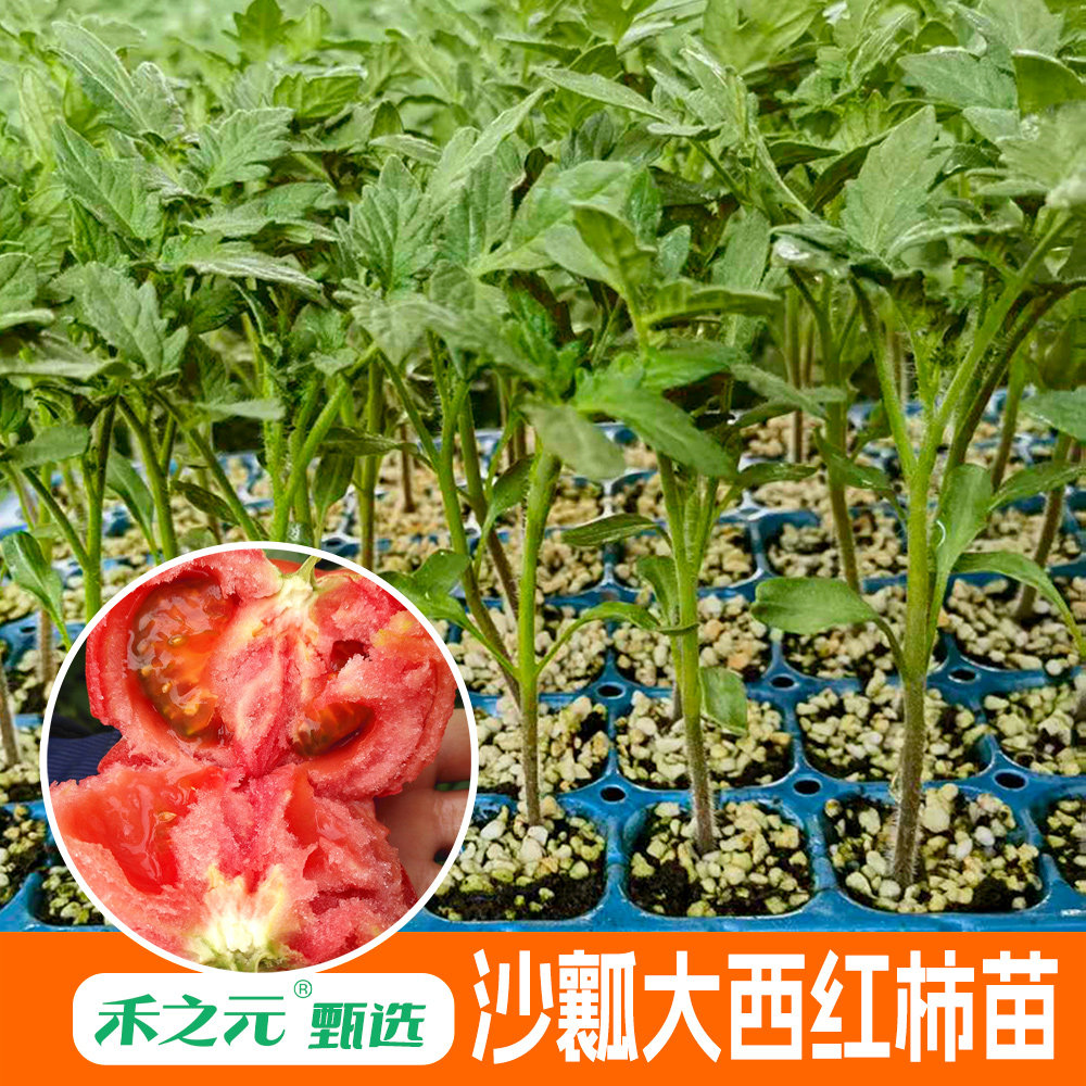 毛粉番茄苗西红柿秧洋子老