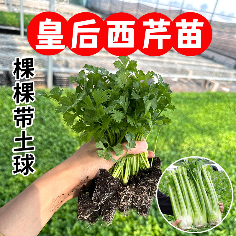 皇后西芹种苗菜子四季蔬孑