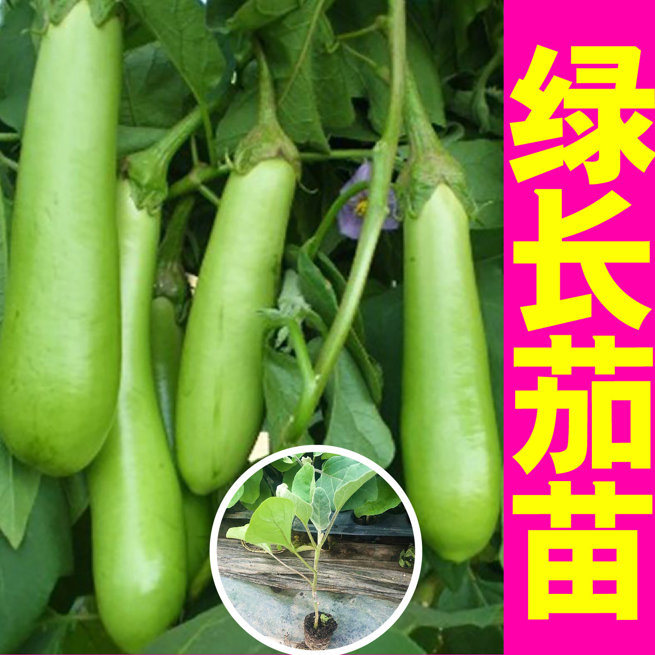 山东寿光绿长茄苗秧带土球