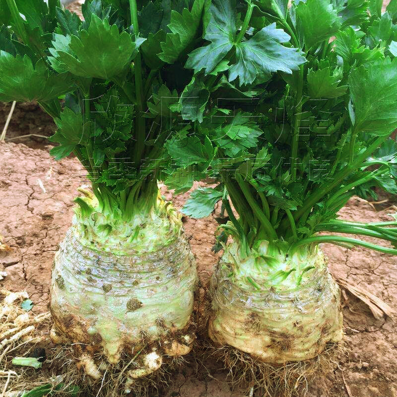 根芹种籽苗子秧菜块洋球塘