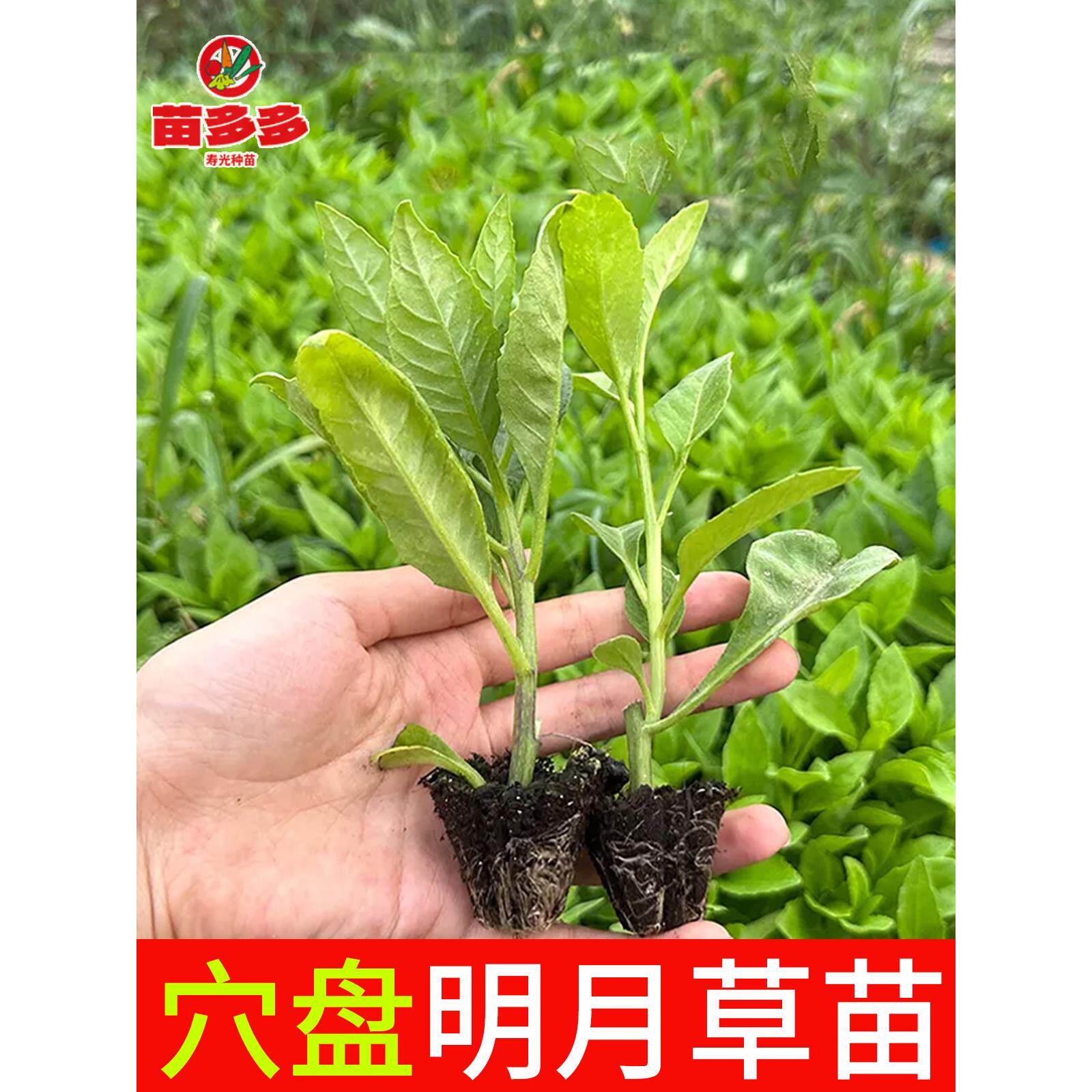 明月草苗种白背菜神仙蔬植