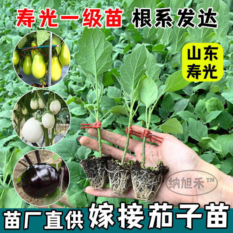嫁接茄子苗黑长杭紫圆青白