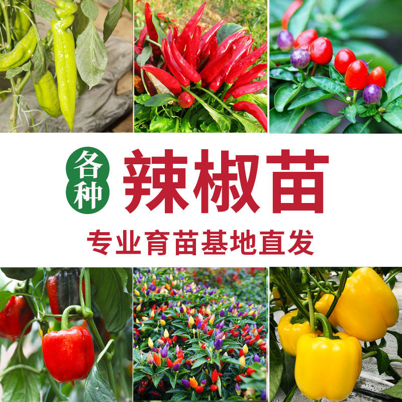 辣椒苗朝天尖七彩泡种子籽