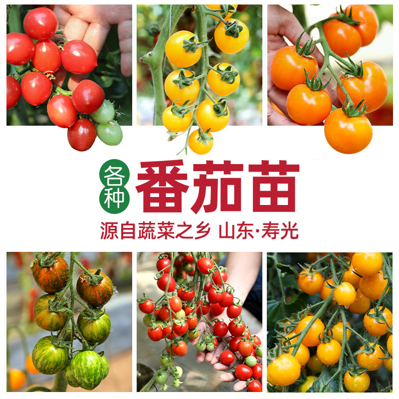 超甜盆栽千禧型小番茄种子