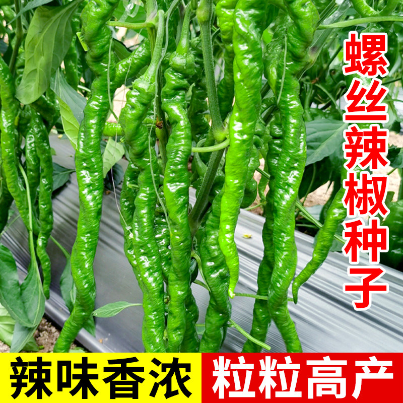 巨陇828椒种子苗超大果特