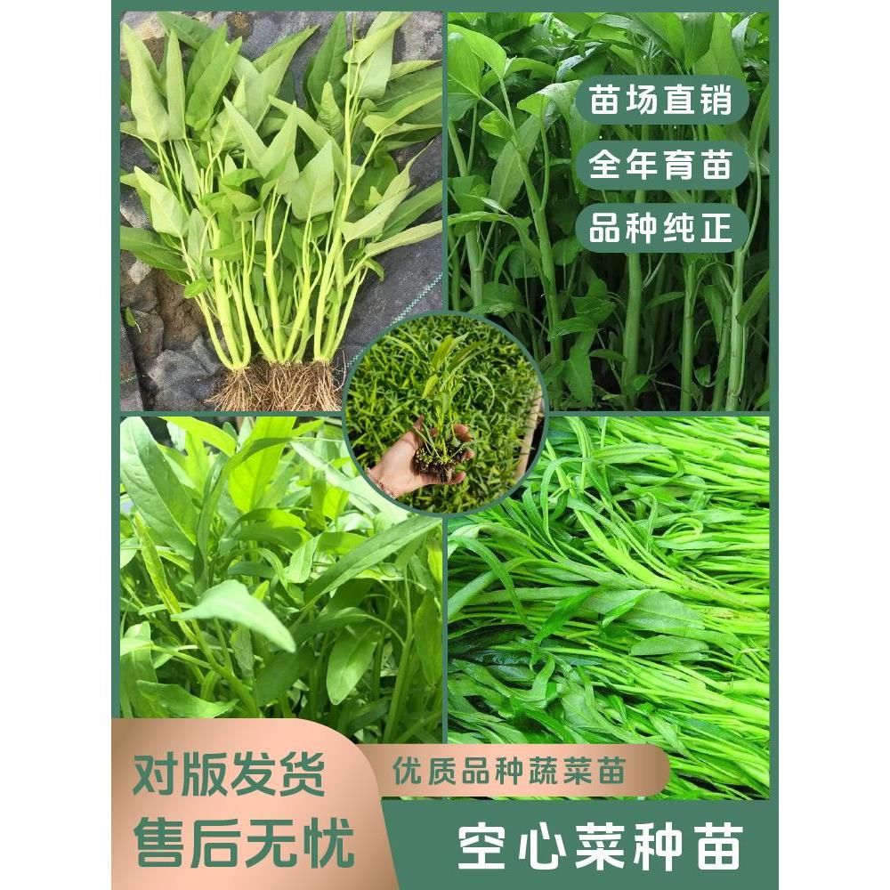 【空心菜苗】四季优质高产