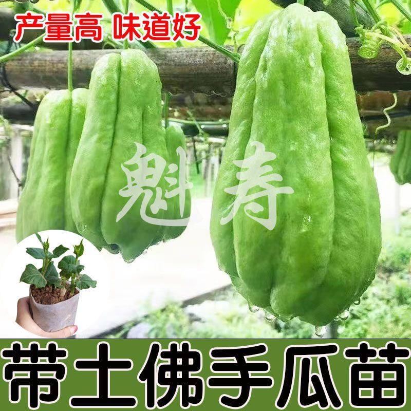 佛手瓜种子苗龙须菜带芽土