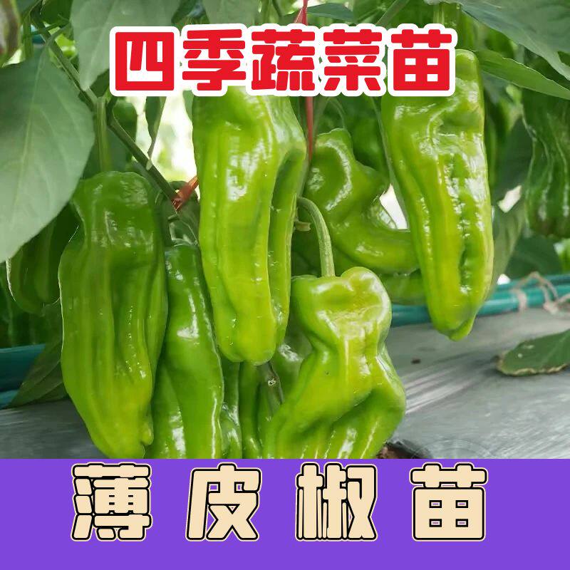薄皮椒秧苗薄皮椒苗四季盆栽阳台