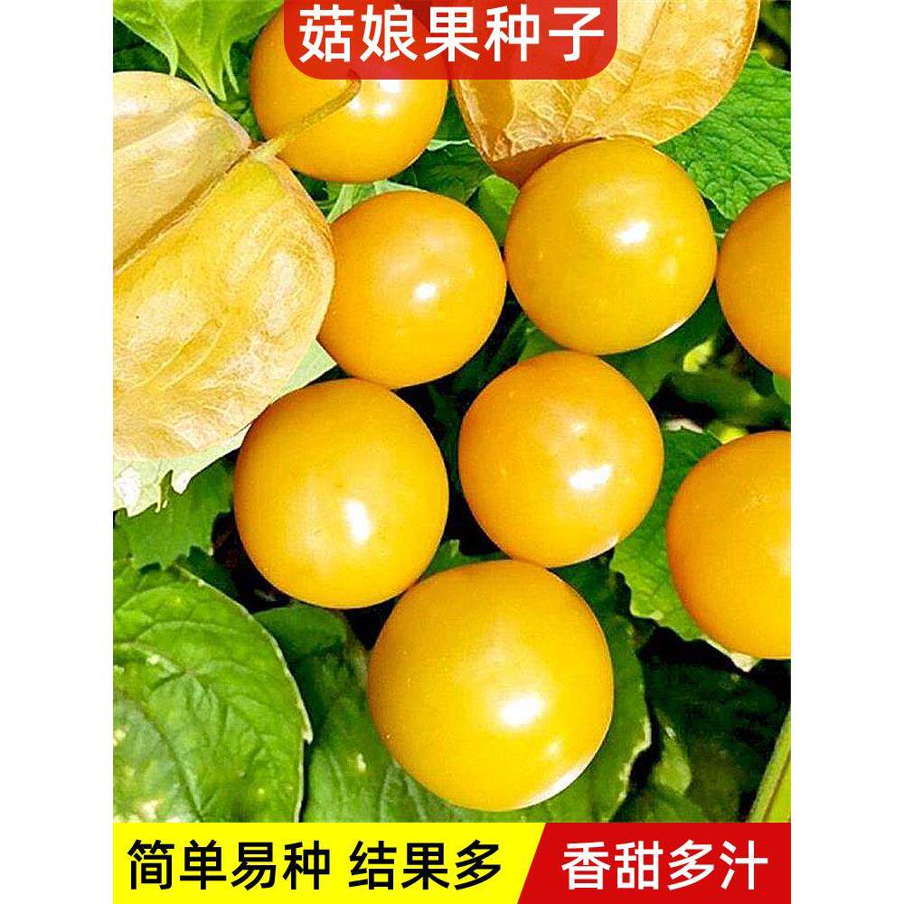 菇娘果种子孑洋姑苗水甜籽