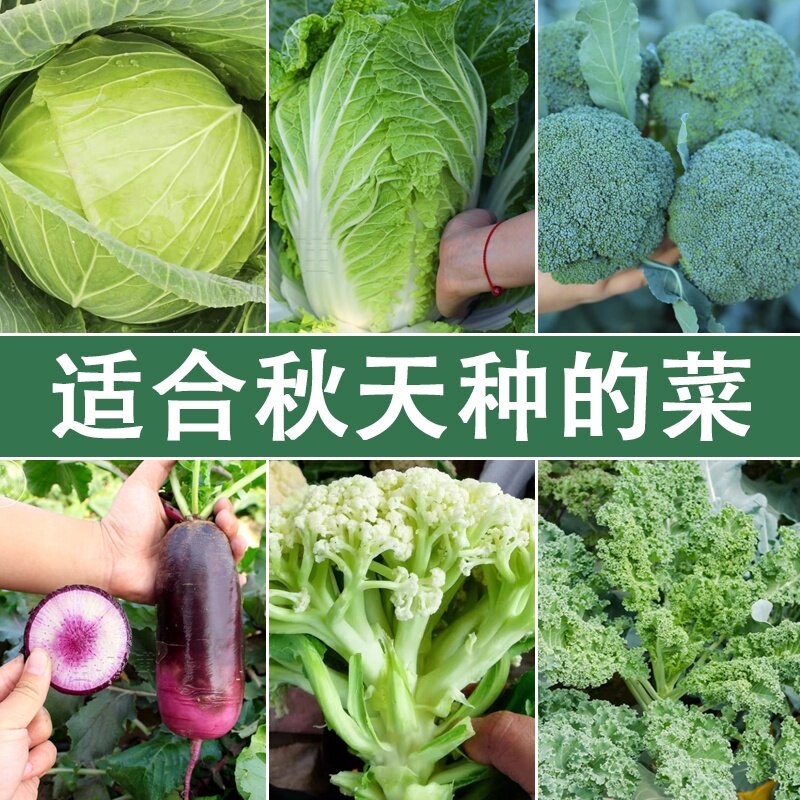 秋天的菜苗白苏州青甘蓝花
