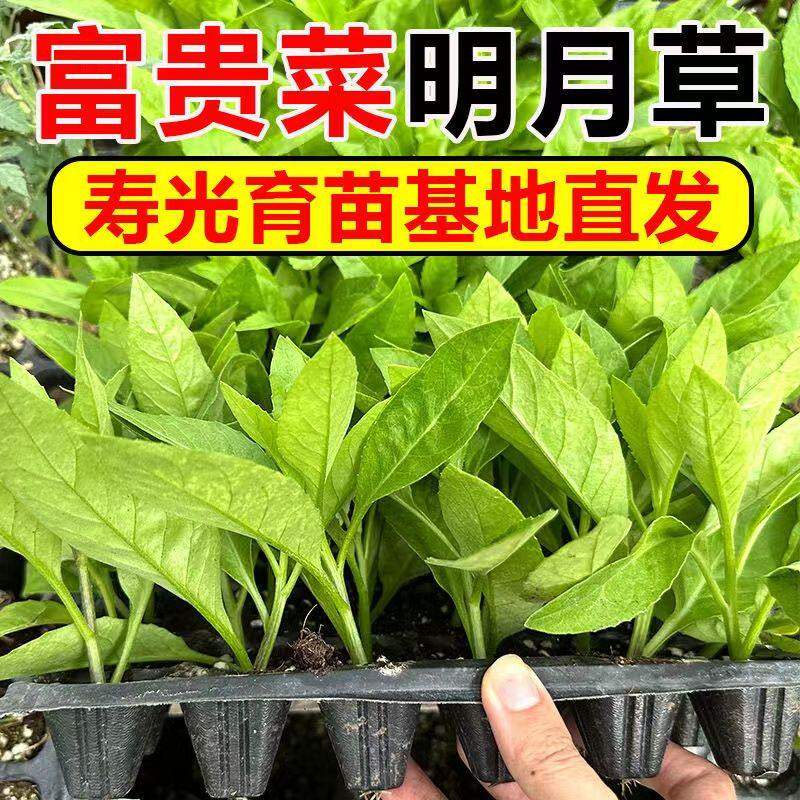 明月草苗盆栽种白背菜富贵