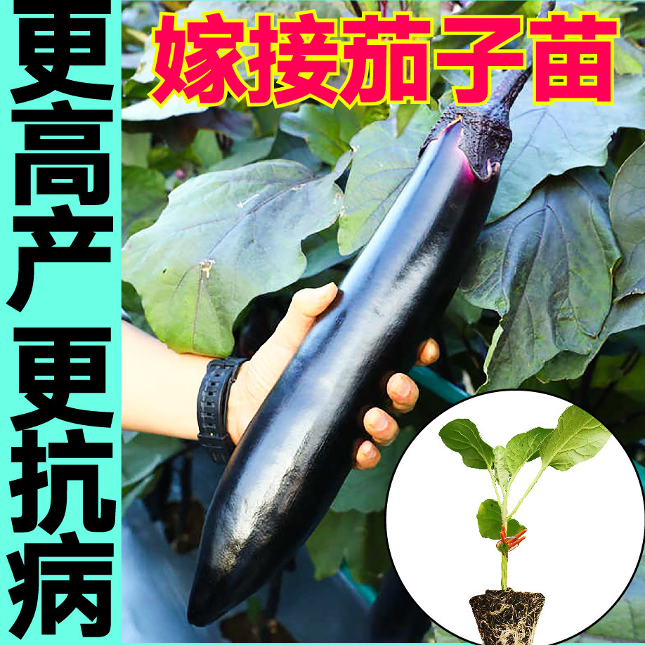 抗病高产嫁接紫把长茄黑圆