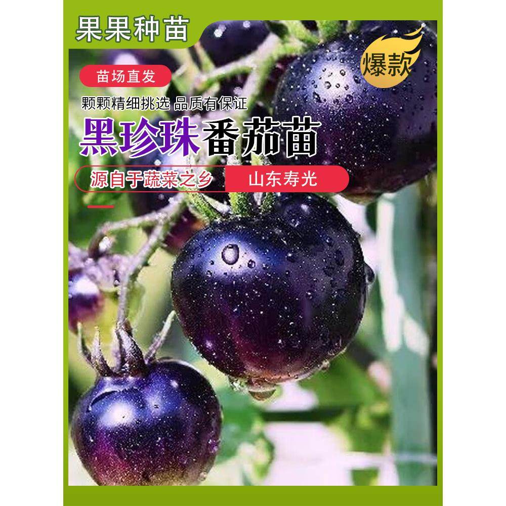 黑珍珠番茄苗秧矮生樱桃瀑