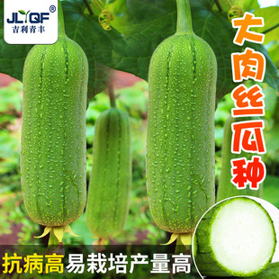 大肉丝瓜种子天天摘香嫩丝瓜种籽春秋四季阳台蔬菜种孑大全菜瓜苗