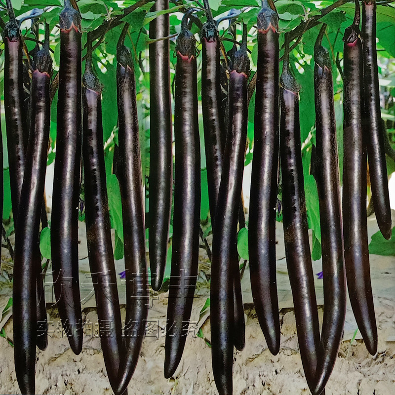 特长黑线茄种子孑春季秋四