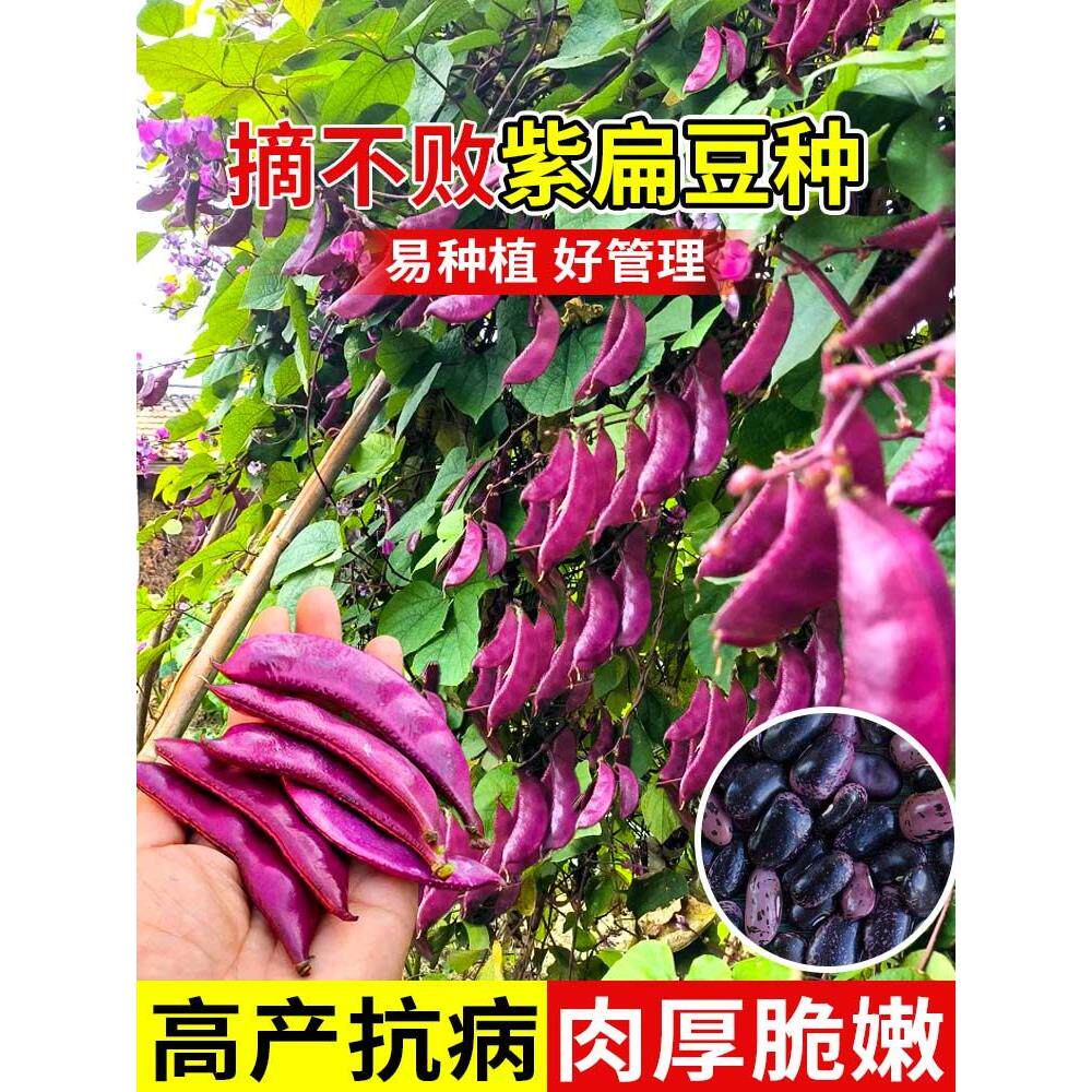 紫扁豆种子眉苗茶四季高产