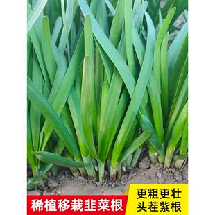 宽叶红根韭菜根带土苗紫根盆栽根儿根苗菲菜韭菜秧苗 韭菜根