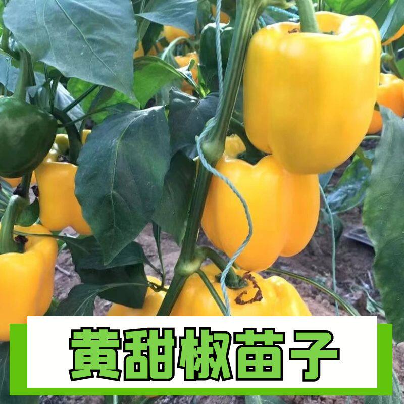 正宗黄甜椒苗子阳台盆栽苗
