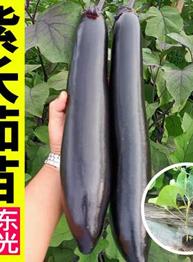 寿光紫色长茄子苗秧种籽春秋四季盆栽阳台高产嫁接圆茄竹丝茄杭茄