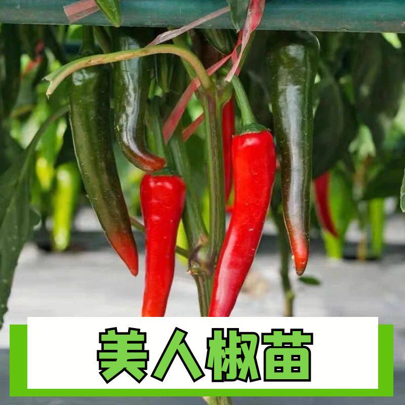 正宗美人椒秧苗四季高产正宗