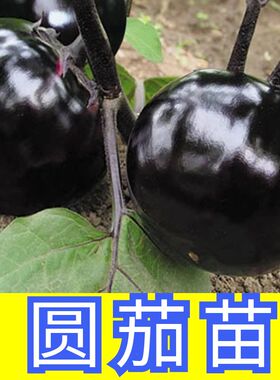 圆茄秧苗茄子苗孑高产黑紫色菜特大圆蔬菜秧茄苗子秧苗大全带土