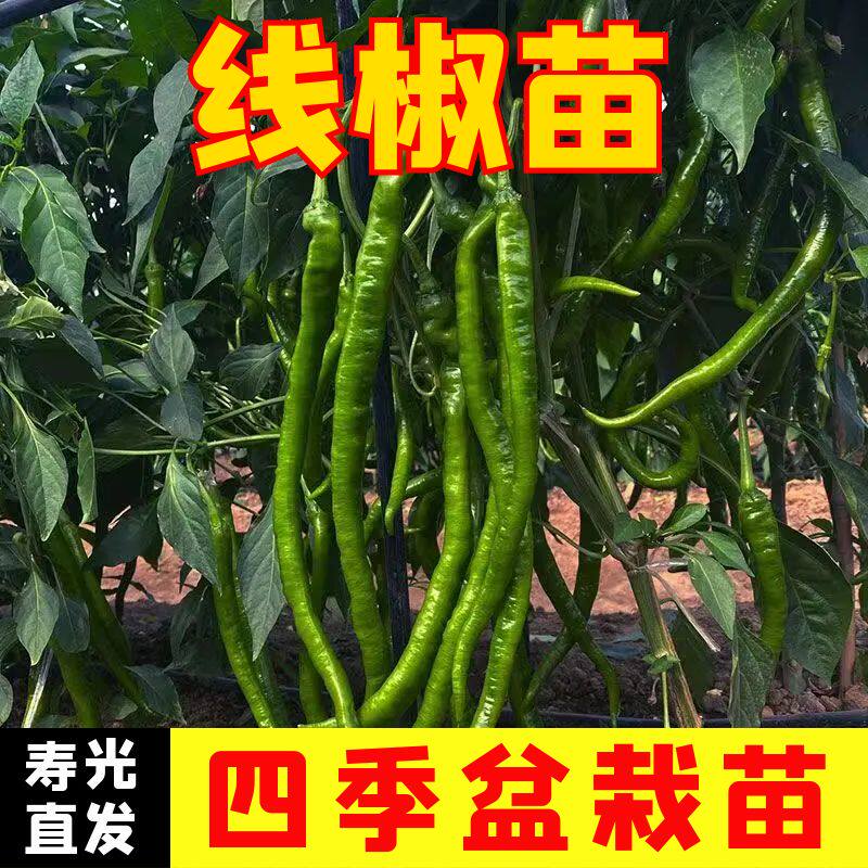 线椒秧苗线椒苗四季盆栽阳台