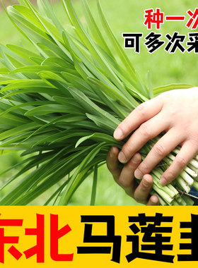 东北大马莲韭菜根种子紫细
