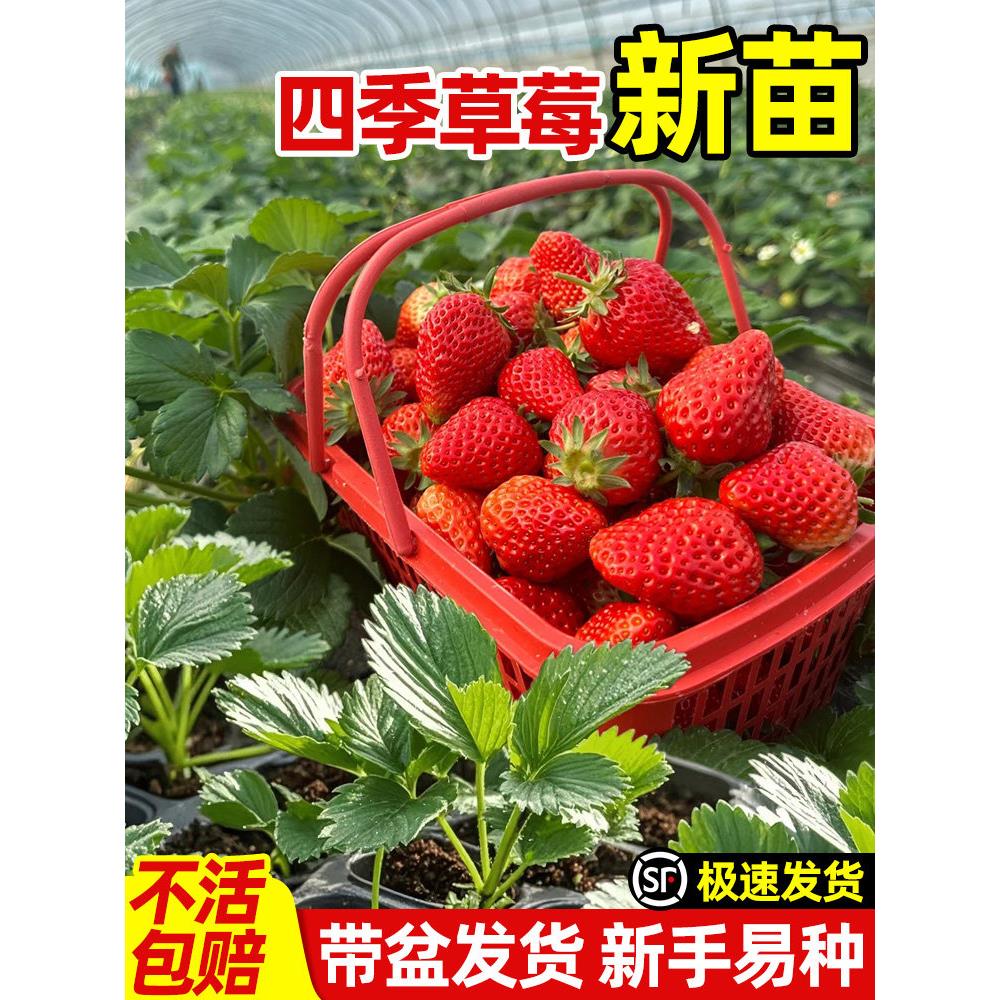 奶油草莓苗盆栽带花果土红