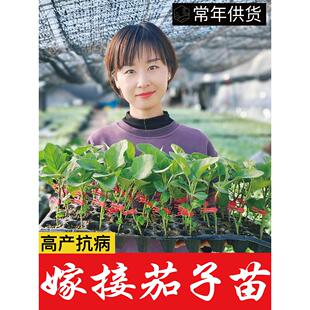寿光嫁接茄子苗秧精品快圆大龙紫红长茄绿冠线茄托鲁巴姆砧木种子