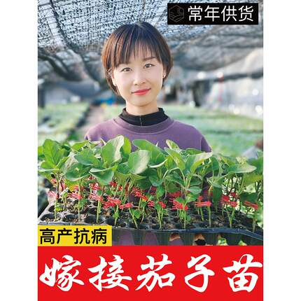 寿光嫁接茄子苗秧精品快圆大龙紫红长茄绿冠线茄托鲁巴姆砧木种子