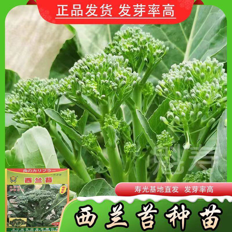 西兰苔苗菜花秧四季蔬种子
