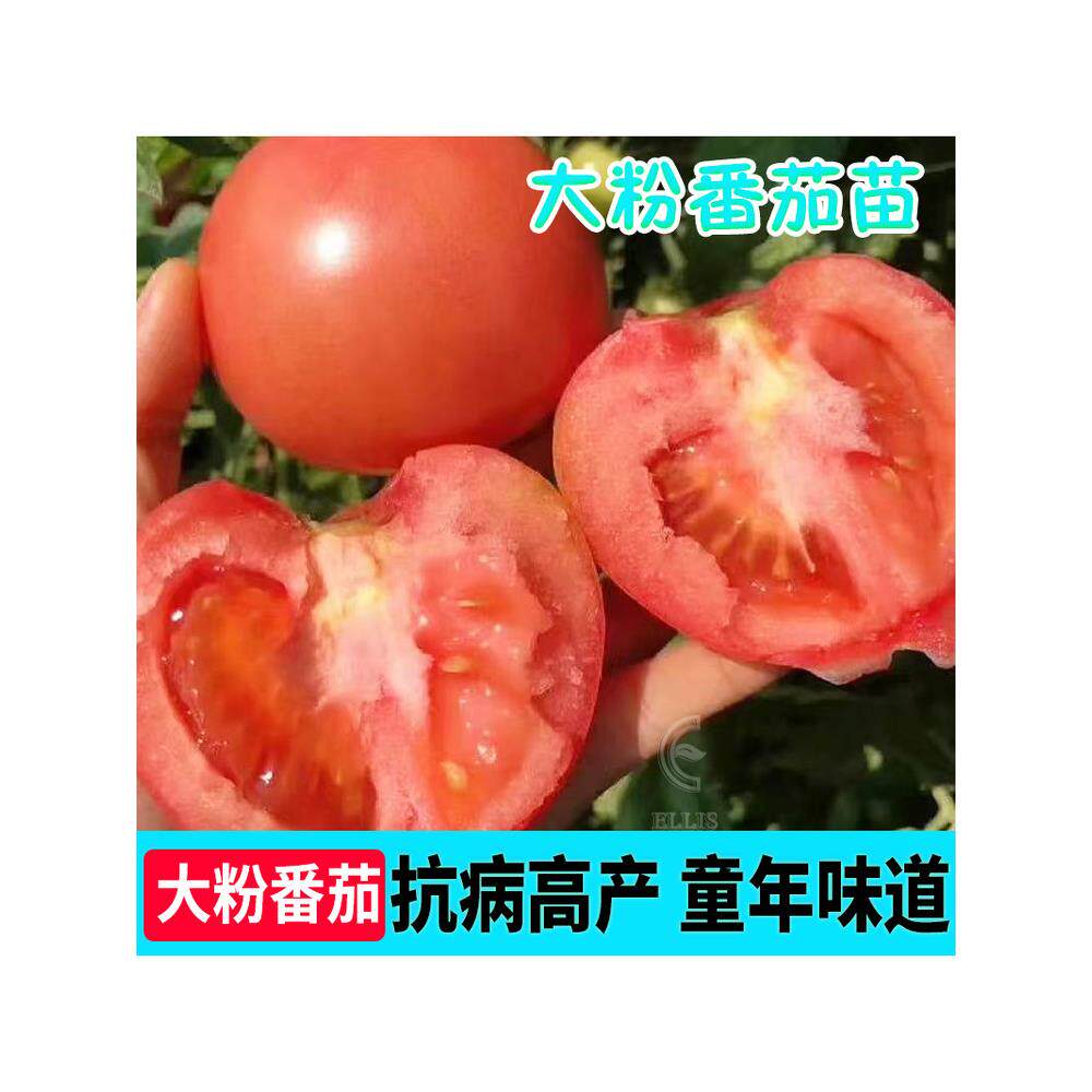 山东寿光沙瓤毛粉802西红
