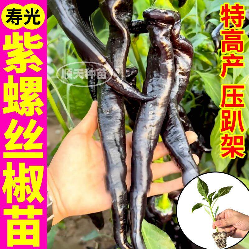 山东寿光紫螺丝椒苗秧紫黑色陇椒辣椒种子四季阳台黑妃朝天椒杭椒