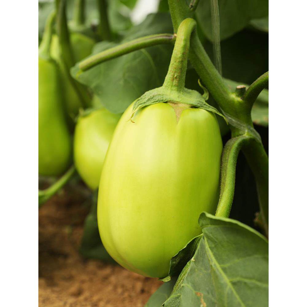 绿长茄子种籽苗青圆皮四季