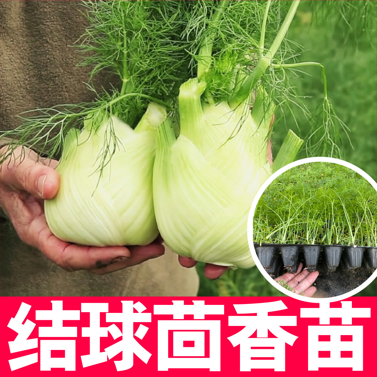 结球茴香苗秧种子四季盆栽